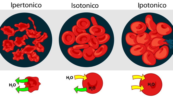 soluzione_isotonica_o_ipertonica_quando_usarle_e_perche_1356